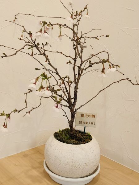 湖上の舞