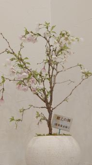 湖上の舞(雲龍富士桜)