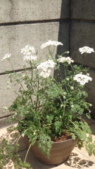 オルラヤ