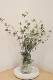 エリンジウム
