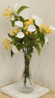 コンロンカ(ハンカチの花)