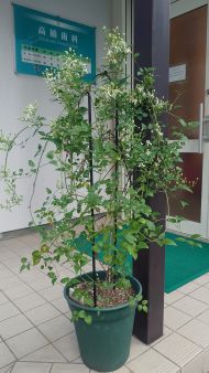 クレマチス仙人草