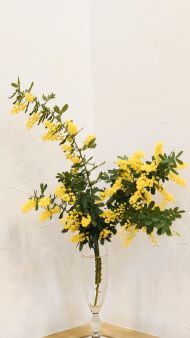 ミモザアカシア