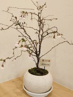湖上の舞