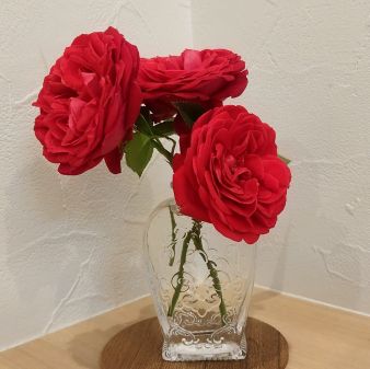 ミニバラ　レッドミニモ